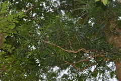 Austrotaxus spicata