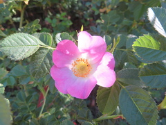 Rosa moschata