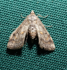 Parapoynx crisonalis