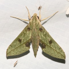 Xylophanes macasensis