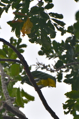 Drepanoptila holosericea