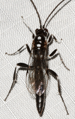Cratichneumon sublatus