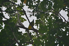 Drepanoptila holosericea