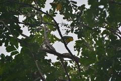 Drepanoptila holosericea