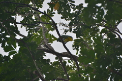 Drepanoptila holosericea