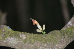 Oxera subverticillata