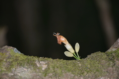 Oxera subverticillata