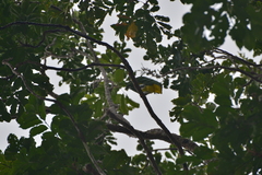 Drepanoptila holosericea