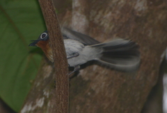 Myiagra caledonica caledonica
