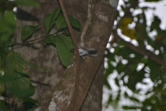 Myiagra caledonica caledonica