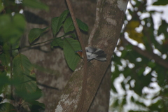 Myiagra caledonica caledonica