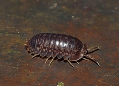 Scleropactidae