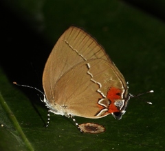 Theclopsis gargara