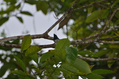 Myiagra caledonica caledonica