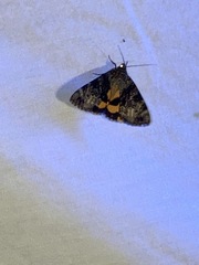 Catocala desdemona