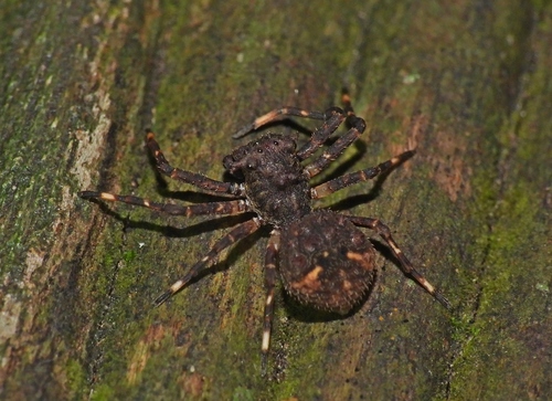 Bucranium taurifrons