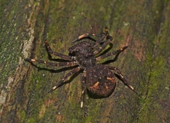 Bucranium taurifrons