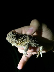 Phrynosoma cornutum