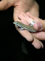 Aspidoscelis uniparens