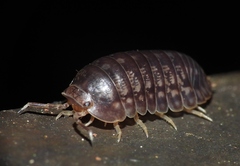 Scleropactidae