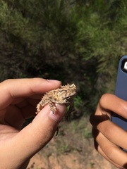Phrynosoma cornutum