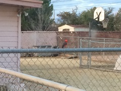 Pyrocephalus rubinus