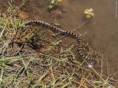 Elegant Ground Snake photo 3