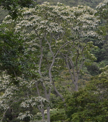 Aleurites moluccanus