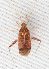 Phytocoris infuscatus