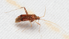 Phytocoris infuscatus