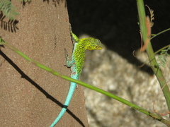 Liolaemus tenuis