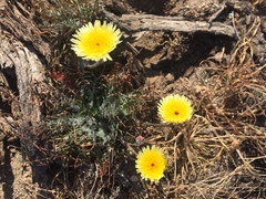 Malacothrix californica