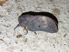 Psilopygida crispula