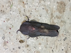 Psilopygida crispula