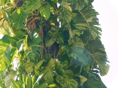 Epipremnum aureum