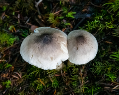 Tricholoma nigrum