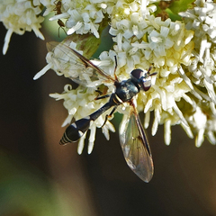 Dioprosopa clavata