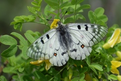 Parnassius ariadne