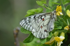 Parnassius ariadne