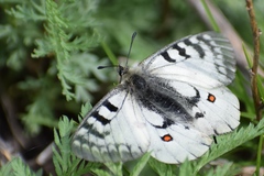 Parnassius ariadne