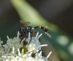 Dioprosopa clavata