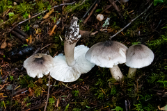 Tricholoma nigrum