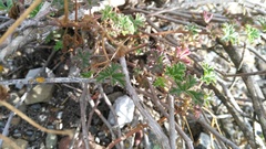 Pelargonium trifidum