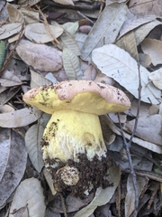Butyriboletus persolidus