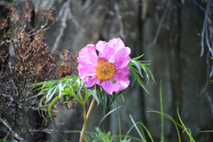 Paeonia hybrida