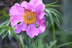 Paeonia hybrida