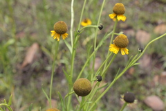 Helenium mexicanum