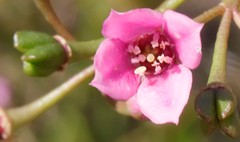 Boronia denticulata