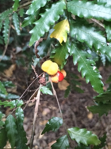 Synima serrata
