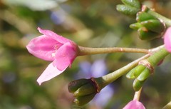 Boronia denticulata